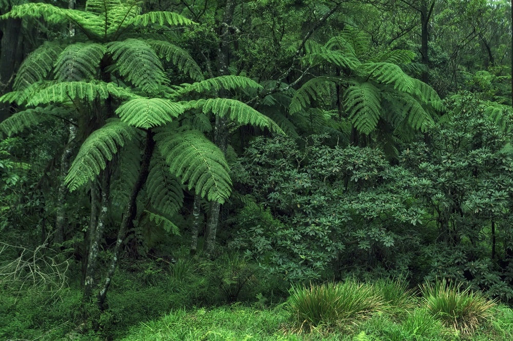 Regenwälder bieten ideale Bedingungen für Tongkat Ali (Eurycoma longifolia)