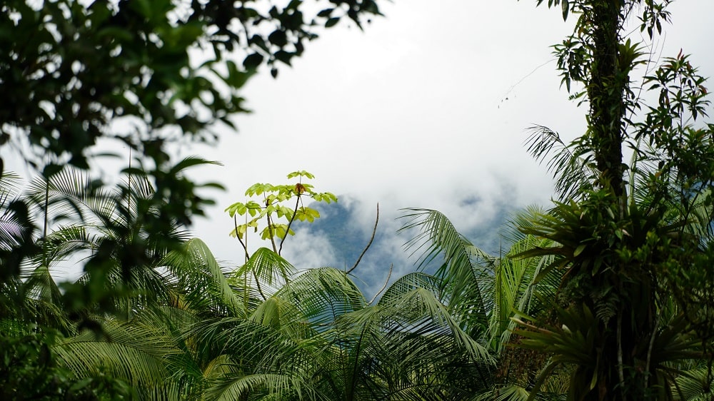 Tongkat Ali wächst in den Regenwäldern Südostasiens